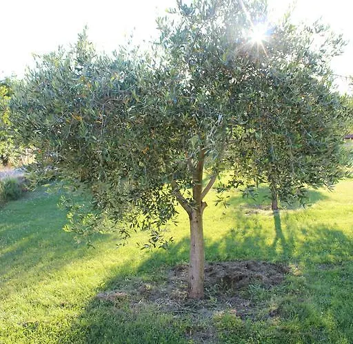 Valmoneda * 로비니